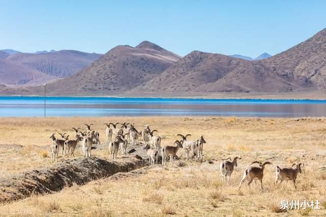 楼兰古城|羊卓雍措,湖光山色冠绝藏南,天上的仙境,何似在人间