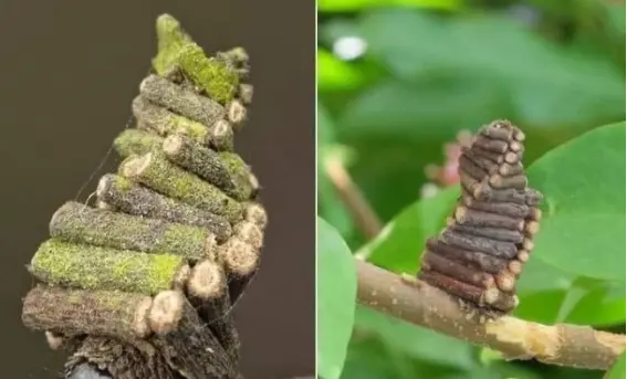 这种像小精灵们居住的木屋竟然不是人类造的,而是一种小虫子