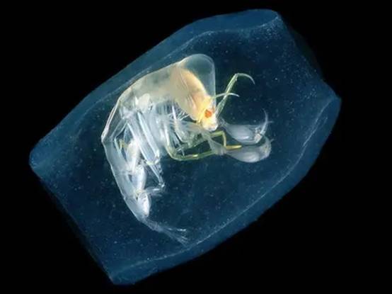 会“隐身”的海洋生物,你见过吗?专家:它是浮游界的恶魔