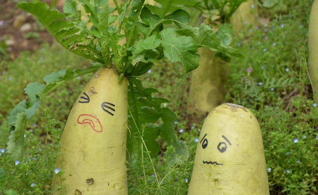 招聘|就差指名道姓了,杭州一知名小学招聘科学老师要求博士还指定专业