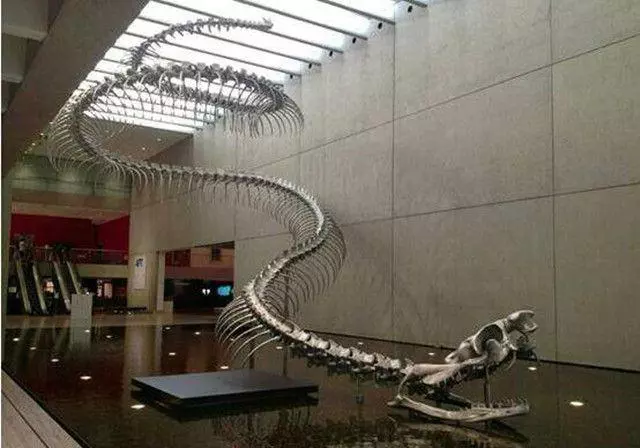 印尼一蟒蛇体型直逼史前生物,被当地人膜拜,卖给公园称“少女”