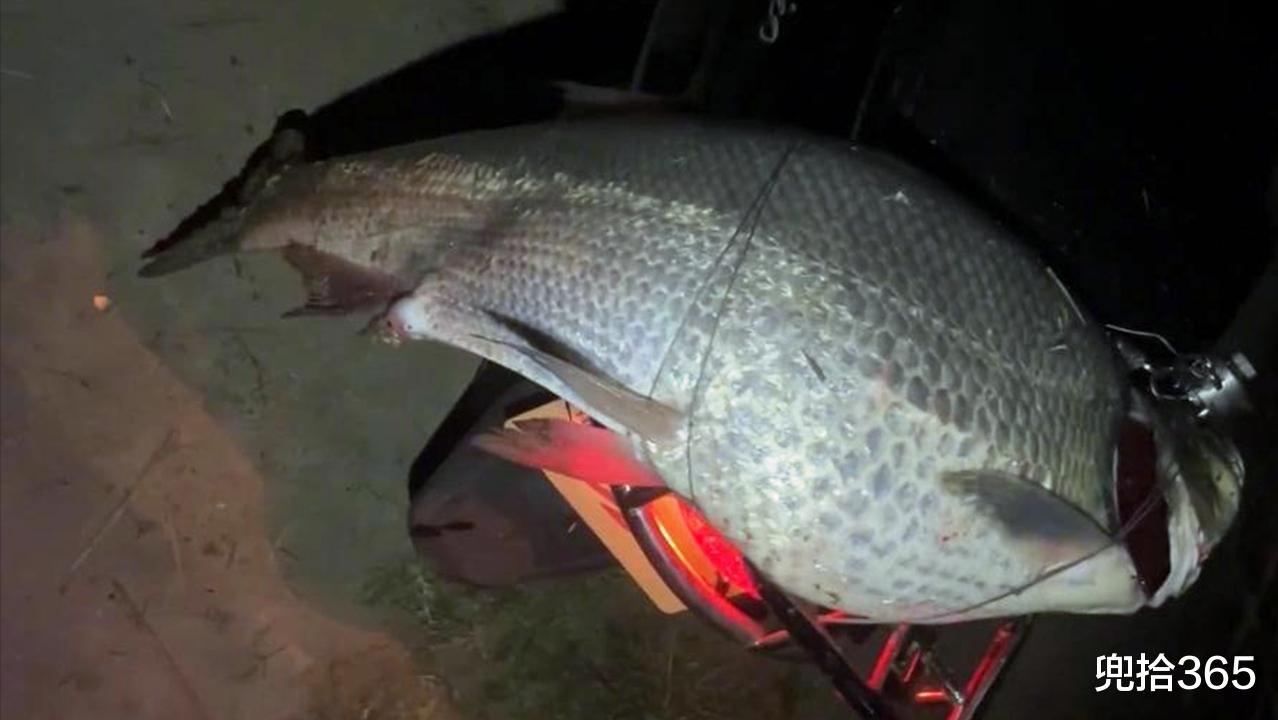 广东省|广东一男子户外夜钓，意外收获1.4米的巨型翘嘴鱼，网友：运气好