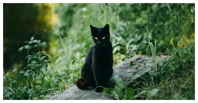 河南男子救下野生黑猫,2年后爱人离奇失踪,黑猫报恩找回重要线索
