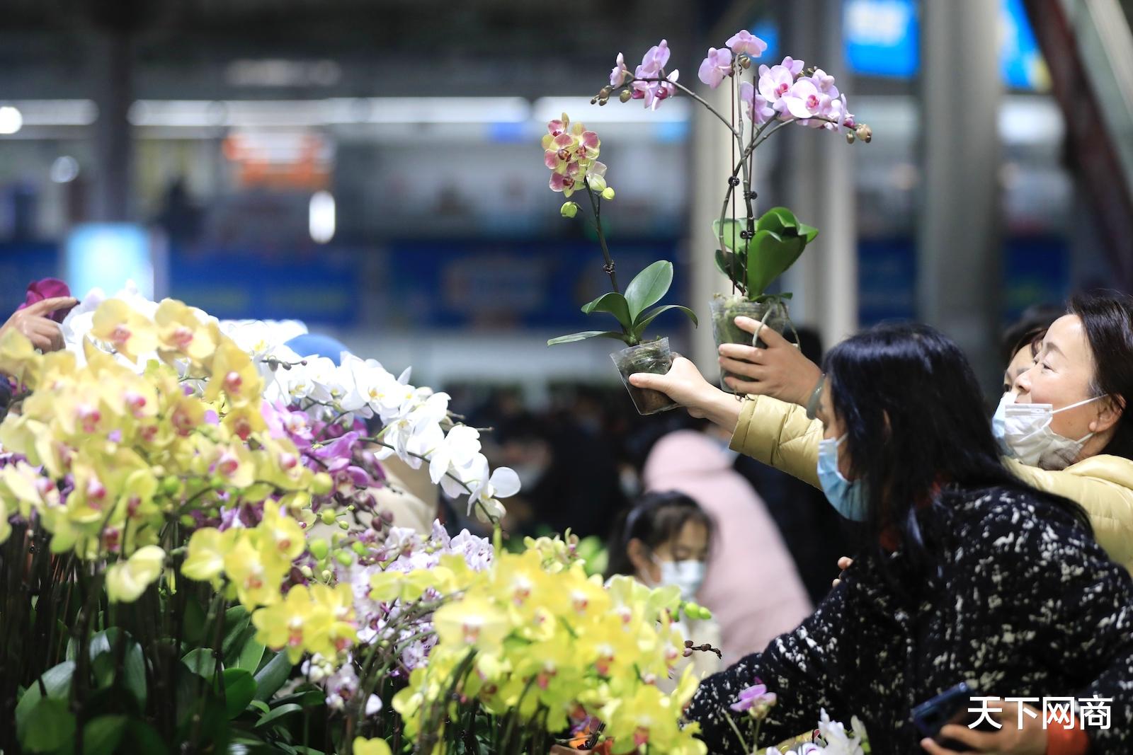 天猫超市|网上逛花市，天猫超市把200多种年宵花搬上网“现摘现发”