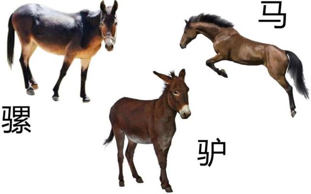 是骡子是马,拉出来遛遛!为何一遛便知是骡子是马?