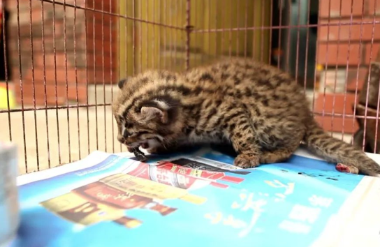 广西男子非法猎捕豹猫、果子狸、竹鼠,民警上门将其抓捕