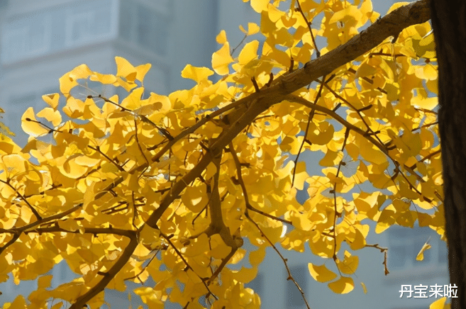 一棵花树“吊打”整片花草,这些花树不养可就错过了,因为实在美的很