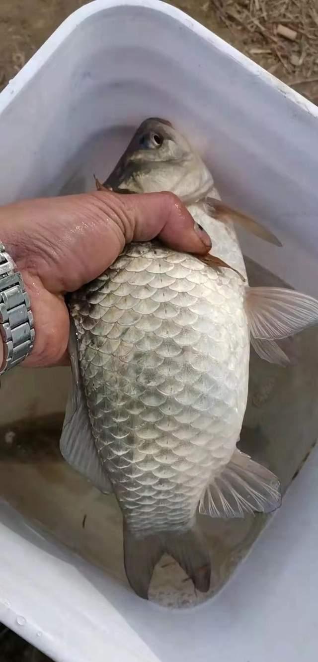 |浅谈深冬野钓的窗口期，全天都有口，掌握好节奏就行