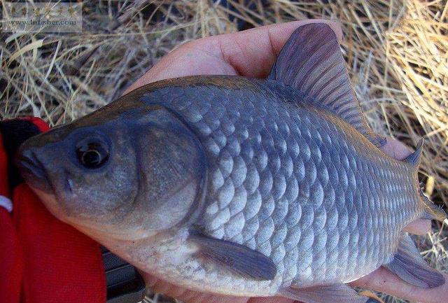 大爷|63岁老大爷野钓天天爆护,方法简单粗暴,就是他有些蛮横