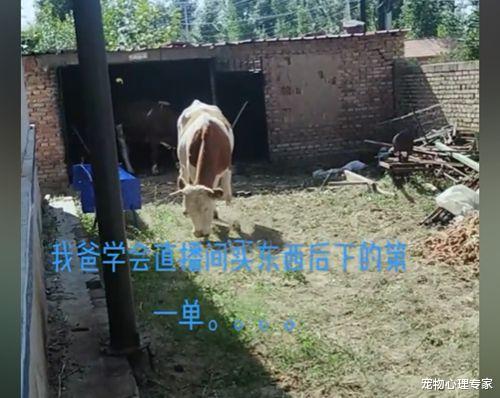 爸爸第一次网购,直接花4.5万买了4头牛,网友:真同一种父母