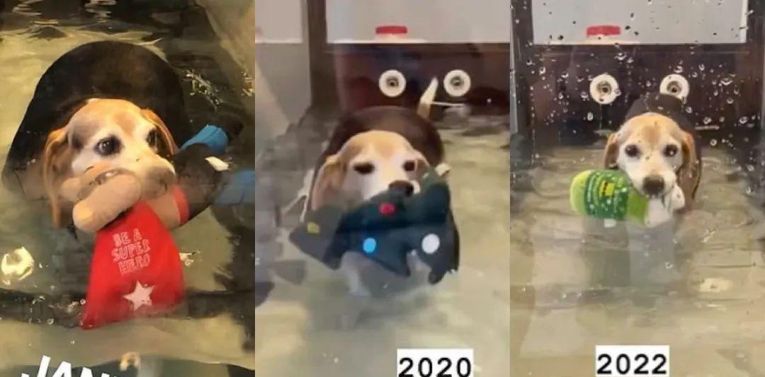 煤气罐 流浪比格犬胖成煤气罐，夫妻俩帮它科学减肥瘦掉28公斤，简直牛！