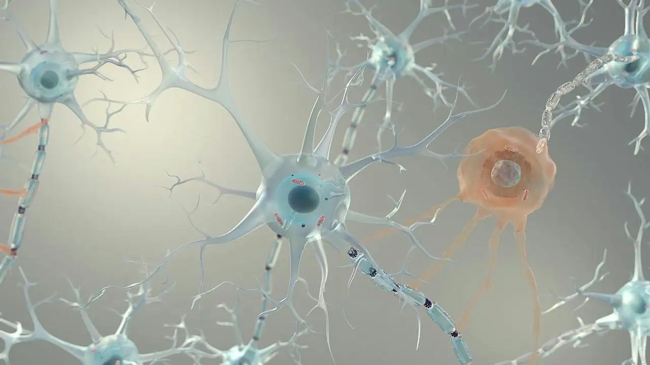 眼见不一定为实,连续被刺激的S1神经元,让你怀疑自己的眼睛
