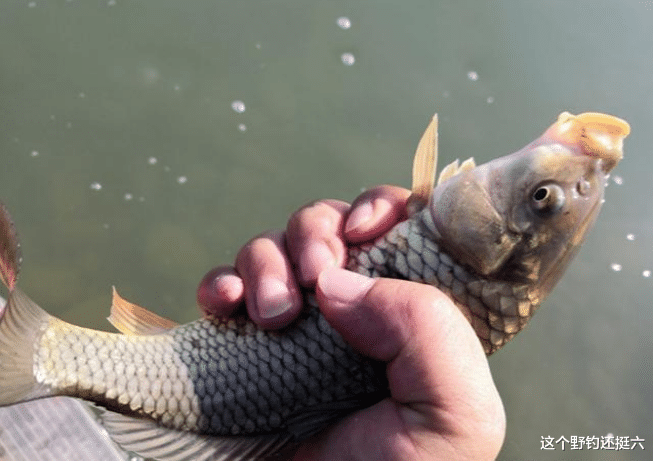 饵料|鱼情决定饵料选择,使用技巧在于调钓,合理运用才能让你越钓越多