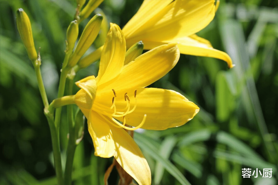 农历五月“湿热”重,建议:多吃6样,少食2样,清热利湿一身轻松