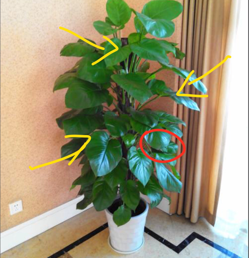 家里再穷也要在这三个地方摆上植物，预示着财运，越住越富裕