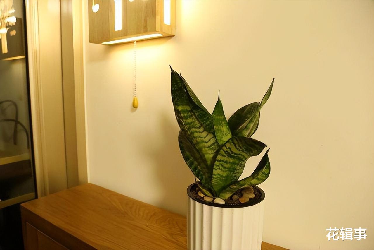 阳台|家庭养花要养出好状态,一些摆放的“禁忌”,注意了不要犯