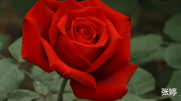 穿衣搭配|事业锦绣,财运佳的3属相