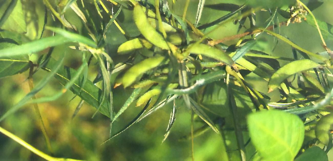 600平!江苏泗洪发现濒危野生大豆,价值堪比雪莲,却被当作杂草