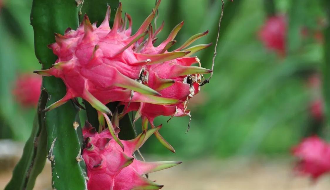 火龙果|从20一斤到5块钱3个,火龙果到底经历了啥?背后有何隐情?