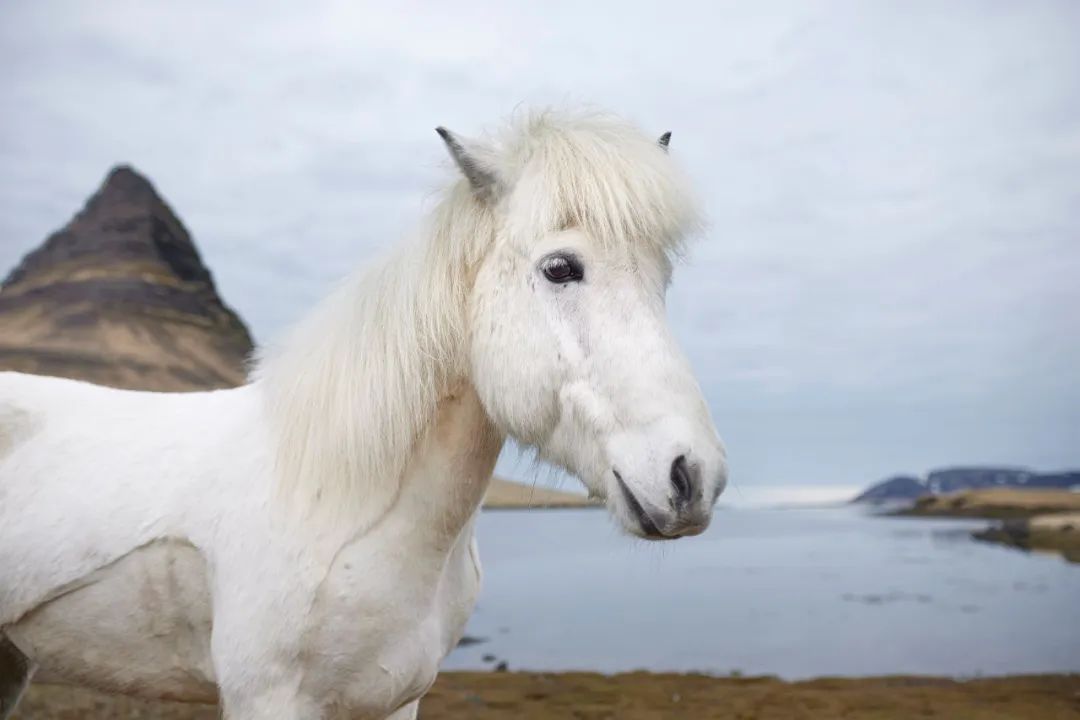 旅游局|冰岛旅游局有多疯狂！安排马当客服回复邮件…网友：服了你个老六