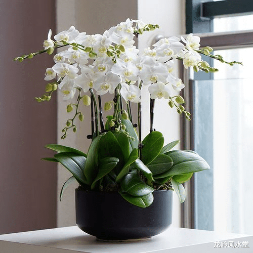 陆杰华|龙吟师傅讲解把蝴蝶兰放进办公室能带来哪些作用