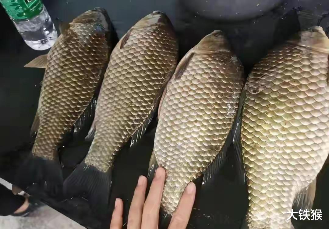 |春季野钓的6种错误打窝法，非但不诱鱼，还被扯后腿！