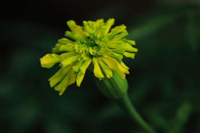 |12月，家庭兴旺，贵人云集，职场高升，3生肖多金多福，日子无忧