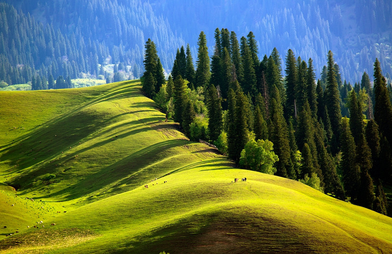 草原|不到新疆不知道中国之大,不到伊犁不知道新疆之美
