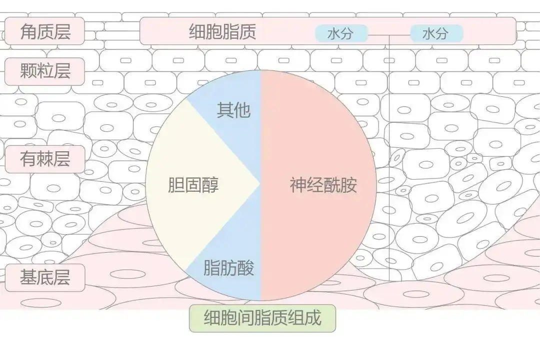 减脂 如何去除脸部红xue丝?牢记以下7点,赶走难缠“红xue丝”!