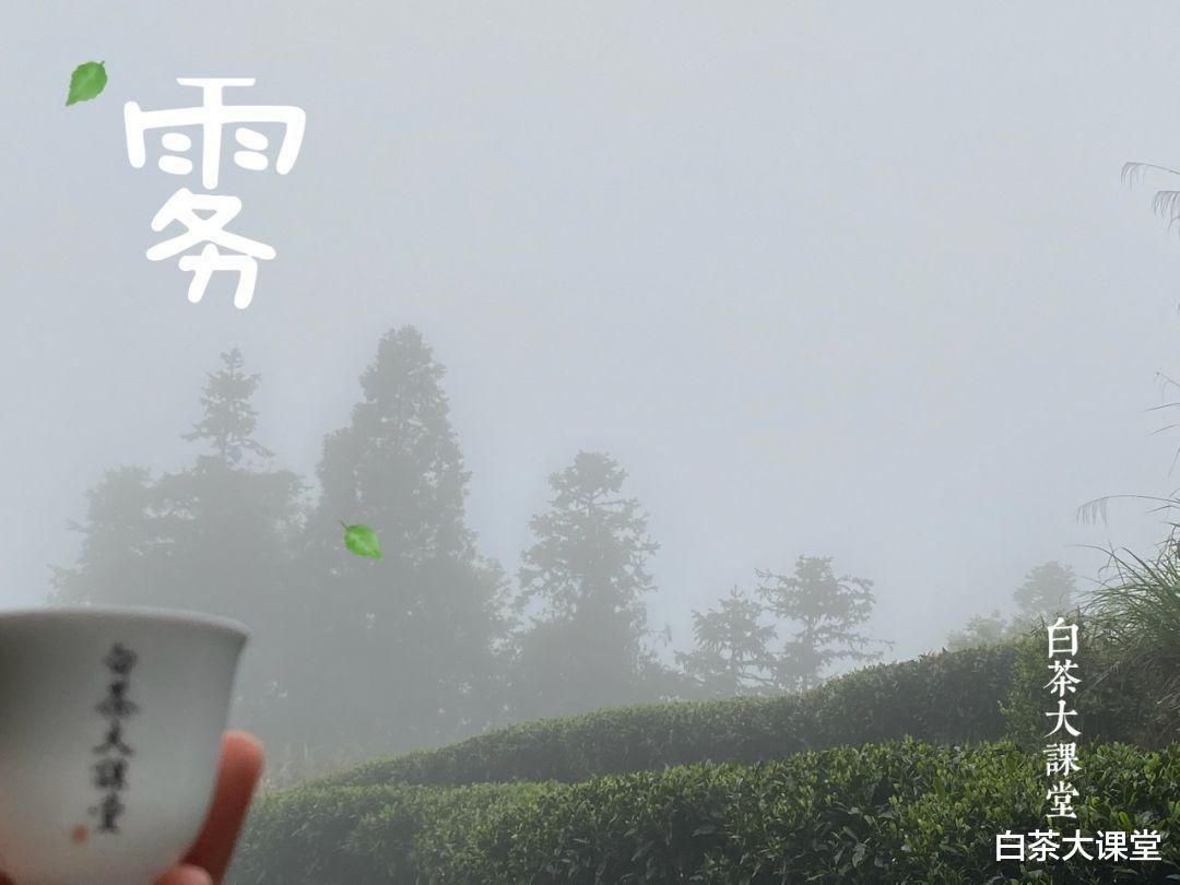 旅行|为什么说海拔越高，白茶的品质就越好？高山云雾出好茶是真的吗？