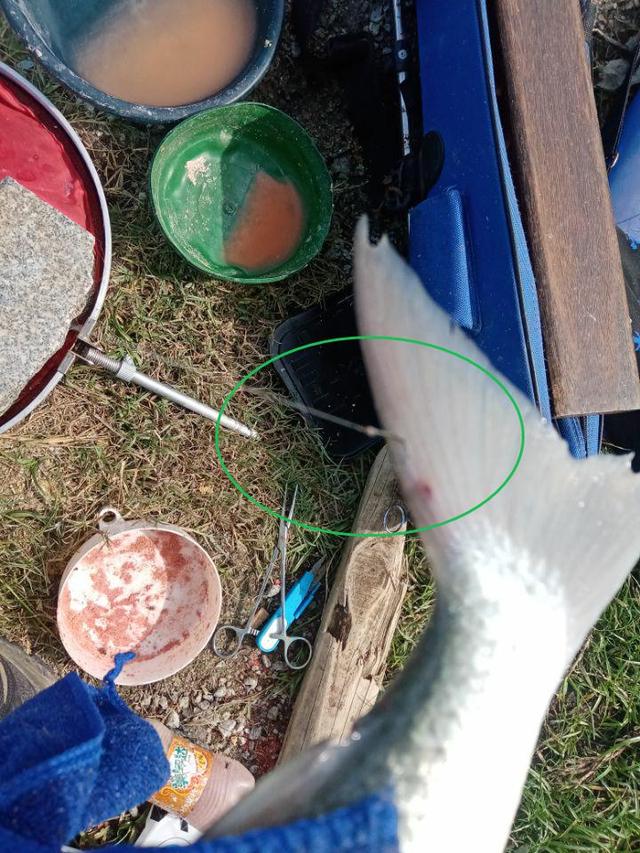 |2022年我还是那个称职的乌（鲻）鱼猎手！