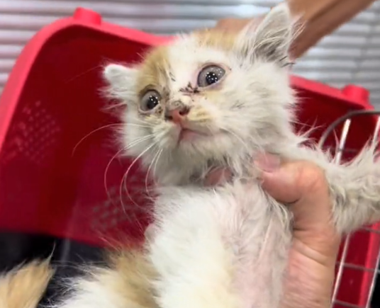 活得邋里邋遢的漂亮小橘猫，被小哥帮助后，它顺利地找到了一个家
