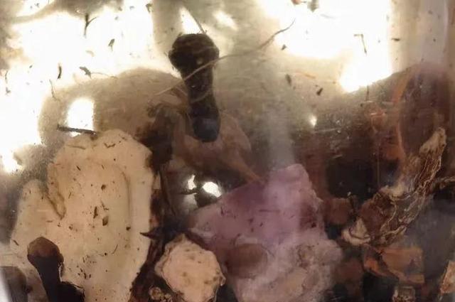 小米|闲谈流传已久的“六君子”钓鱼药酒,到底怎么配置、效果如何?