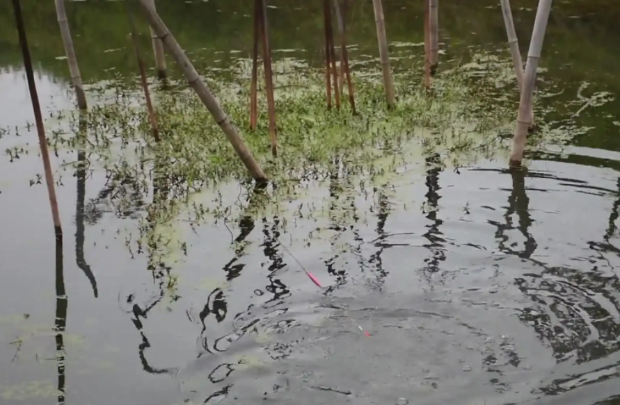 |犯钓瘾, 早起钓鱼, 发现门前的小河各种捕鱼高手云集, 鱼生真的不易!