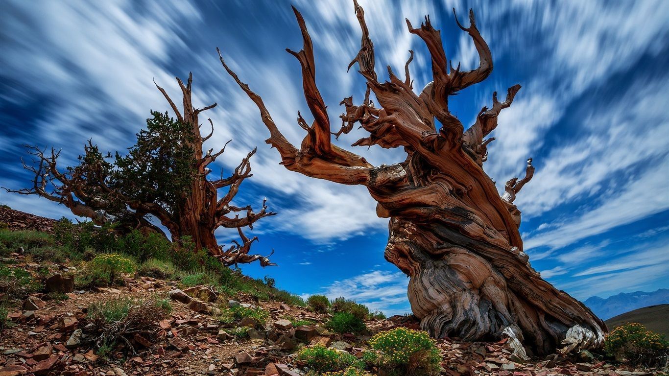 全球最老的树木或将死亡！活了4800了，却撑不住今年的高温
