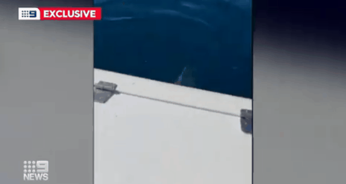 大连|一家人出过海垂钓，遭4米长大白鲨猛攻1小时！马达被坏，差点悲剧了