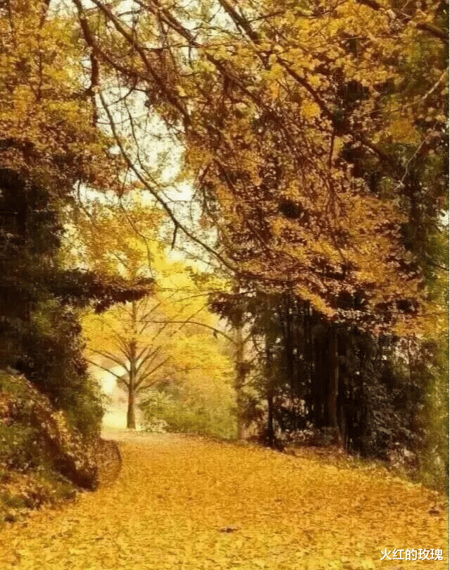 银杏树|中国最美的银杏都在哪？