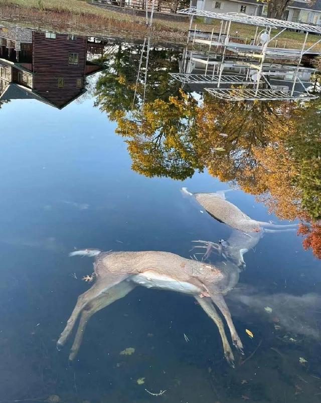 罕见的36张照片,平头哥啃食交配中的巨蜥,三百岁的格陵兰睡鲨