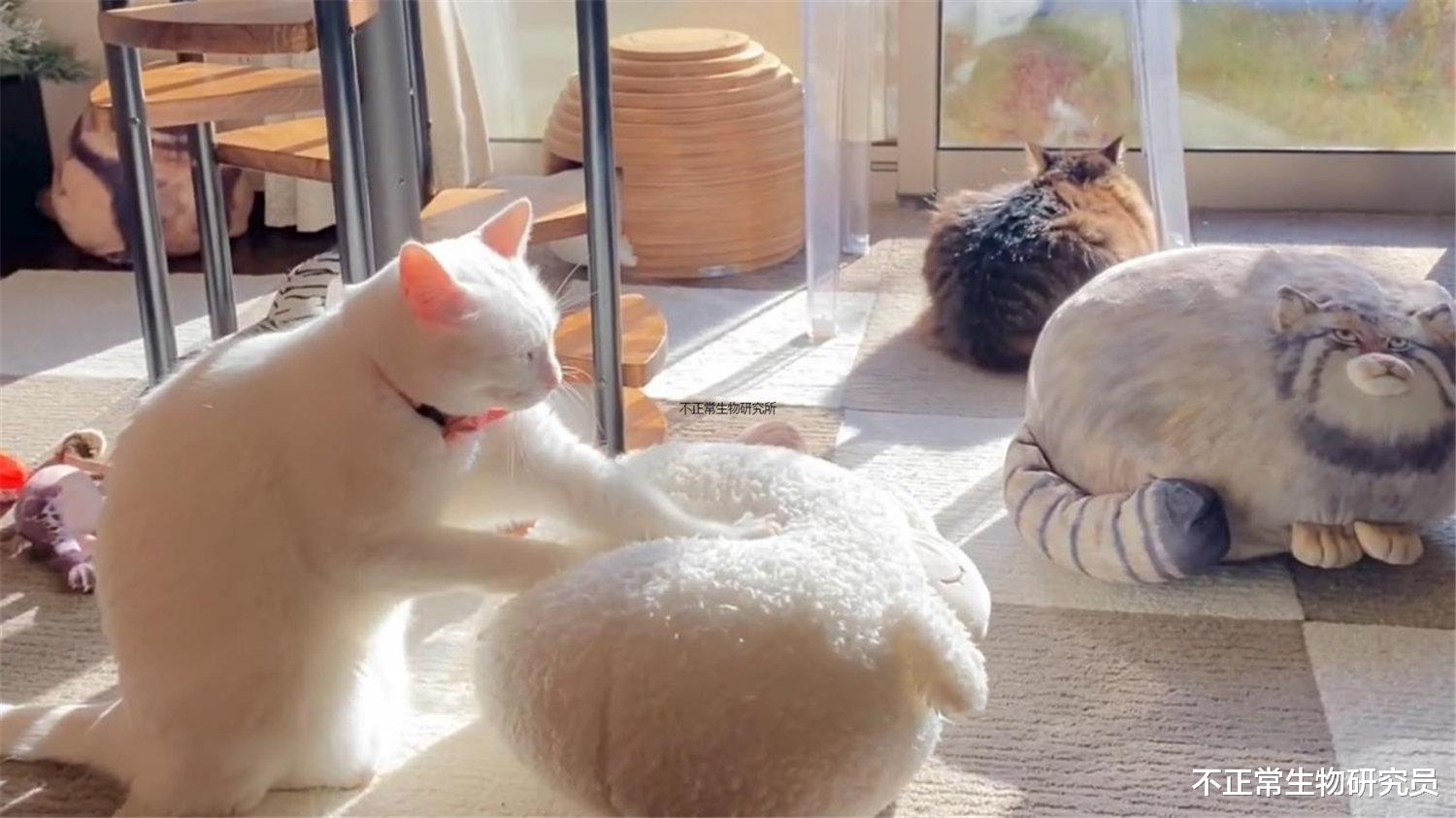 温煦的阳光下，喵星人专注于踩奶，宛如散发着圣光的按摩之神