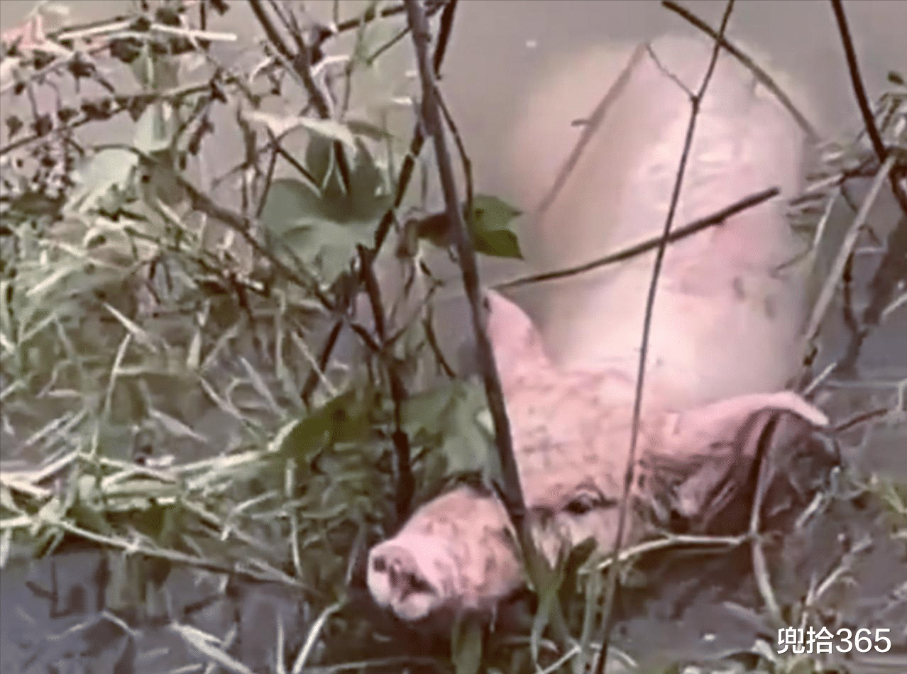 贵州|钓鱼“钓”头活猪!贵州男子垂钓的罕见经历,随后的做法出乎意料