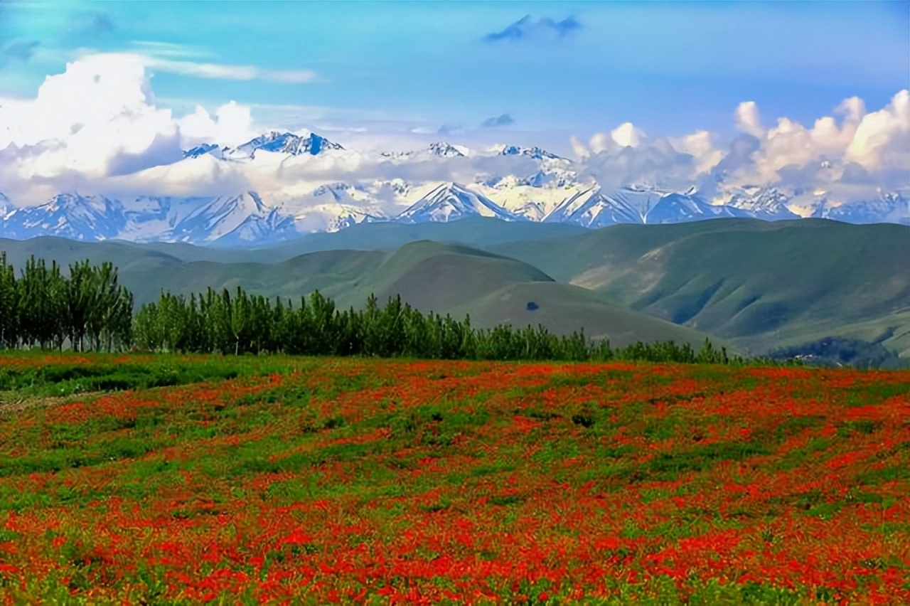 草原|这个夏天如果只能去一个地方，那一定是北疆
