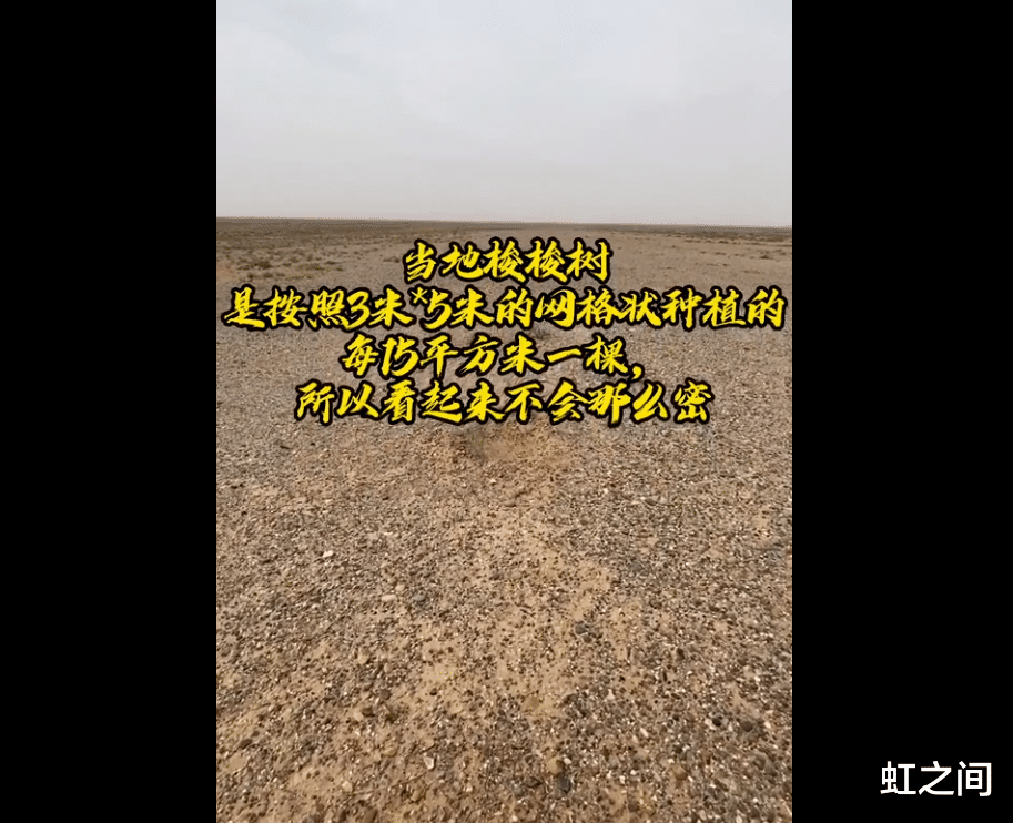 阿里巴巴|马云承诺每年种的1亿棵树，现在怎么样了？
