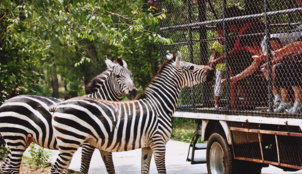 露营|走进自然，用心感受世界的美