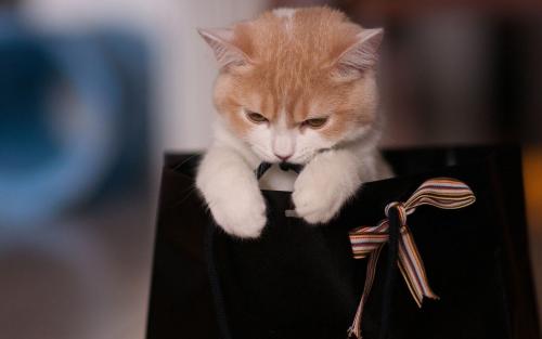 高跟鞋|猫巫先生十二星座周运2022年4.25-5.1：接受不完美，告别压力