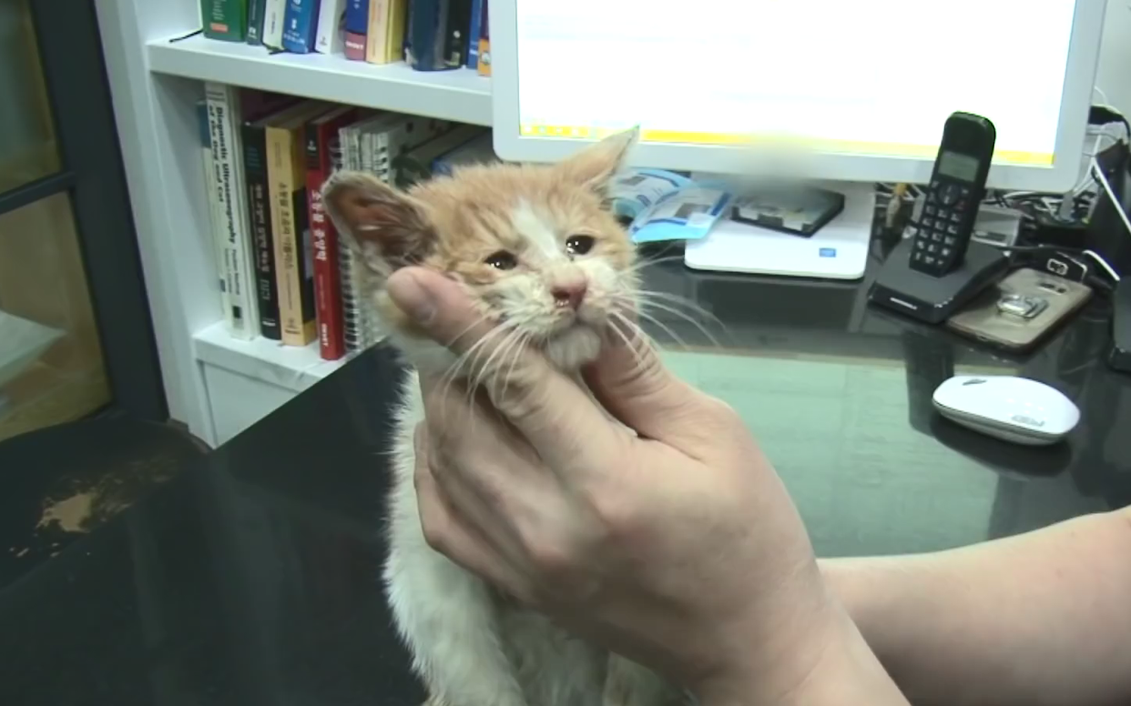 流浪猫被困沟渠不断呼救,小伙直接挖开沟渠救猫,太大胆了