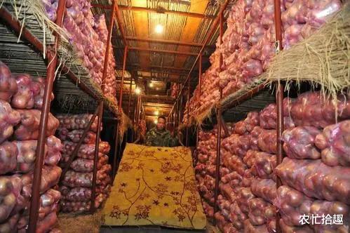 减产近30%,收购价格跟涨,果子却大量流入冷库,明年行情更好?