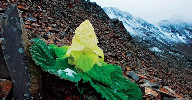 川藏公路|川藏线上的神秘“大白菜”，看到千万别摘，不然可能就要掏腰包了