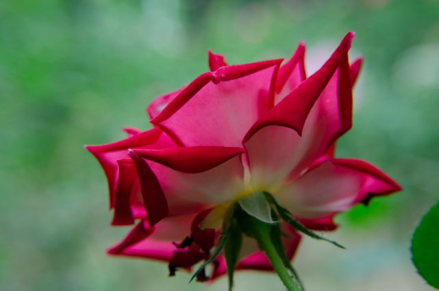 属牛|2月底，好运不迟到，3生肖贵人庇护，事业整体，大财小财不断！