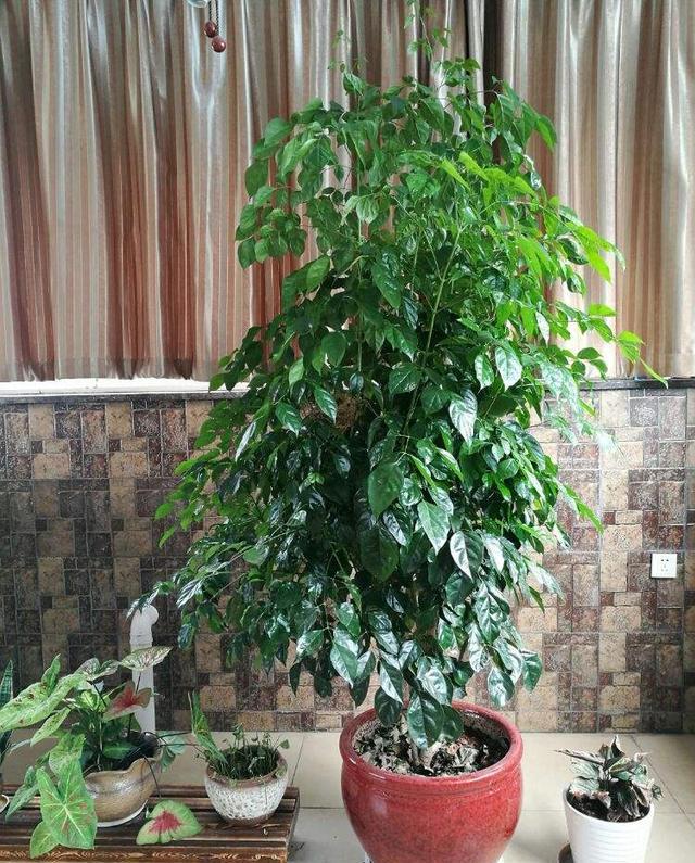客厅想养大型花,首推这6种,高档有格调,养上一两盆家里超干净