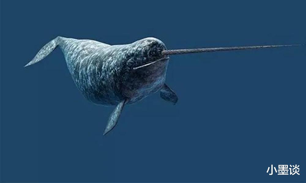 这个绘本带你去探索海洋生物的奥妙